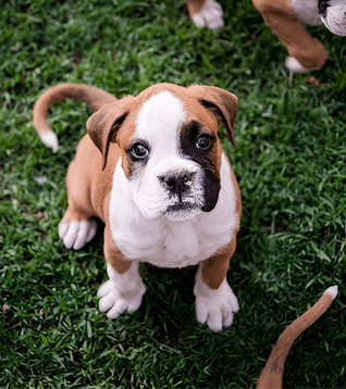 Pup-Boxer