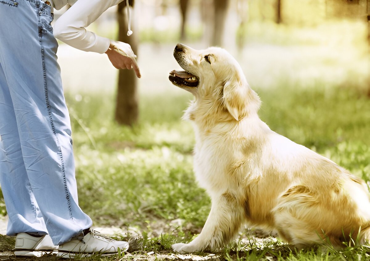 Basic Commands Every Dog Should Know