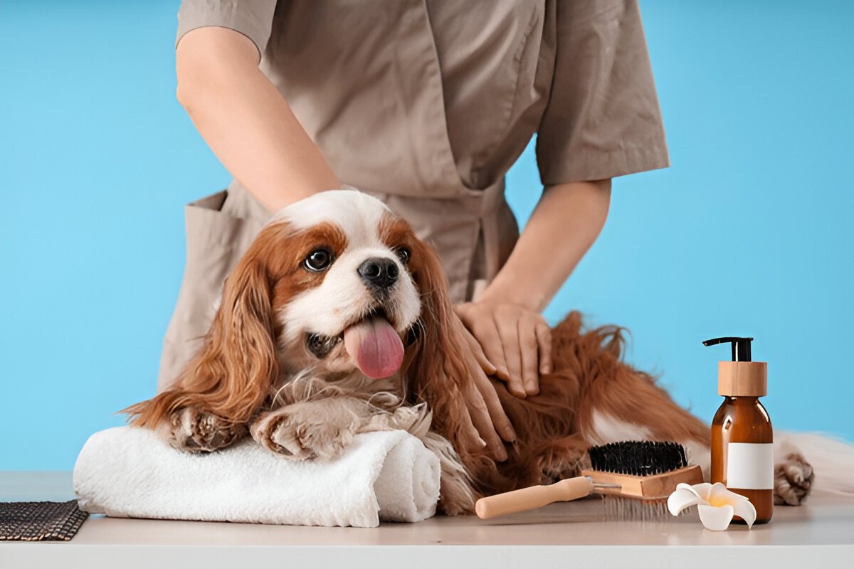 A Complete Guide to Grooming Your Pet at Home