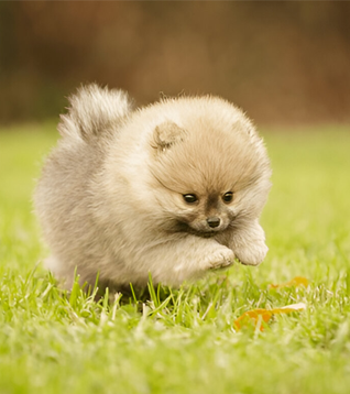 Pomeranian
