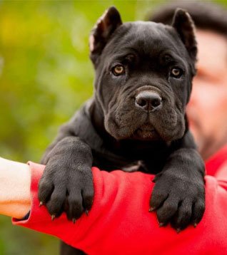Cane corso