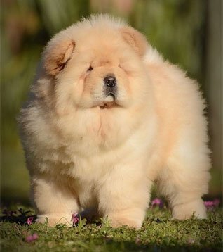 Chow chow