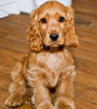 Cocker spaniel