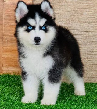 Siberian Husky