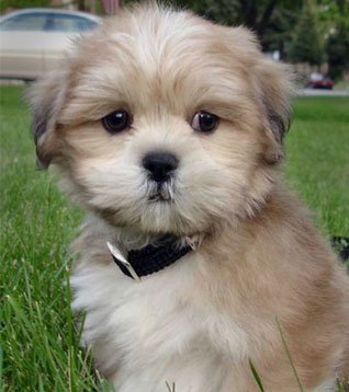 Lhasa apso