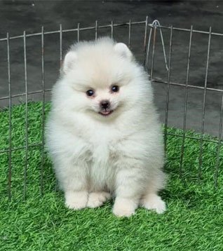Toy pom
