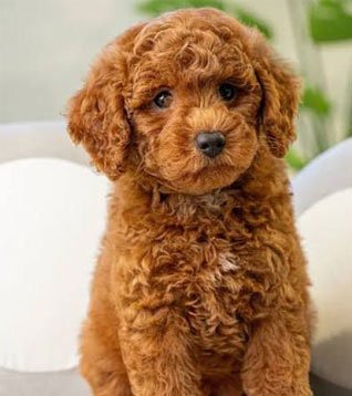Toy poodle